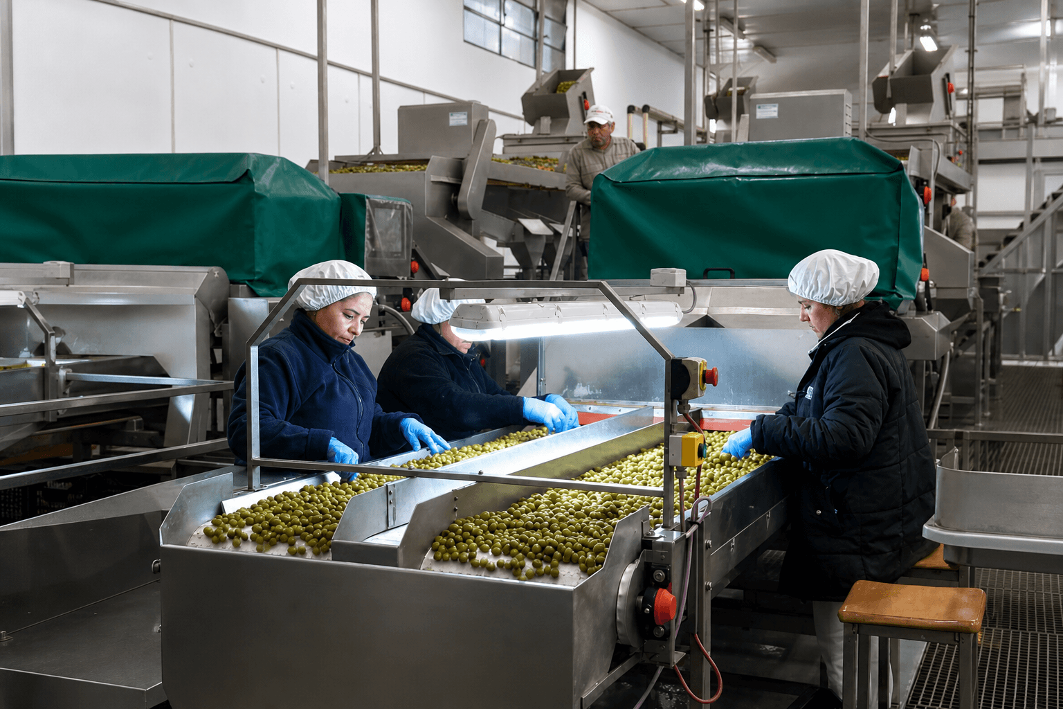 Fábrica de aceitunas GHD Importaciones — proceso industrial